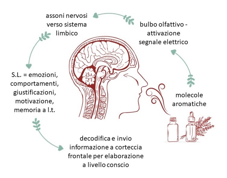 gli oli essenziali dialogano in modo autentico con il sistema limbico, sede di credenze inconsce limitanti e schemi mentali