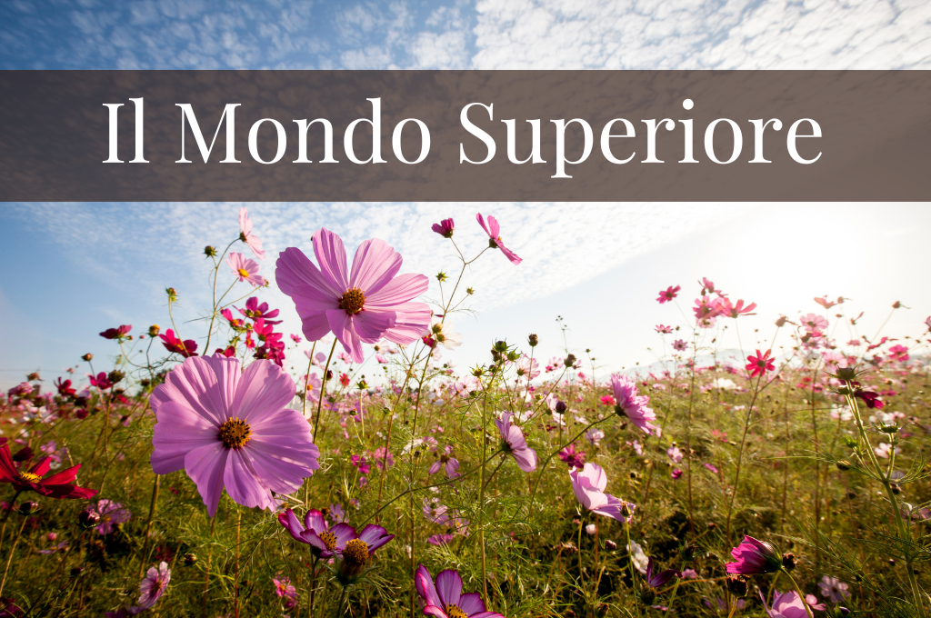 CORSO SCIAMANESIMO - VIAGGIO SCIAMANICO NEL MONDO SUPERIORE - Esistono risposte che la mente non può trovare, ma che l’anima conosce da sempre. Ascoltale, affidati, e lascia che la saggezza del Mondo Superiore illumini il tuo cammino.