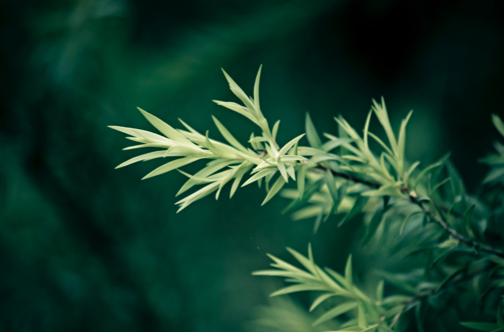 10 modi per utilizzare l'olio essenziale di tea tree (melaleuca)