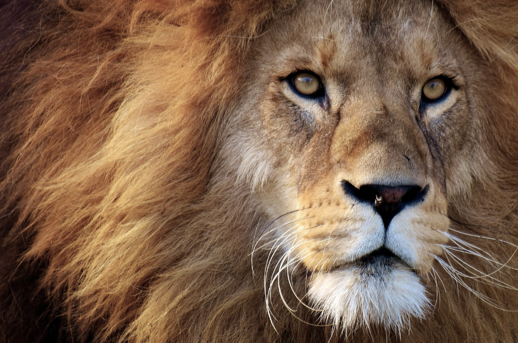 corso base sciamanesimo, viaggio sciamanico, recupero animale di potere, recupero frammenti d'anima, Caldiero, Verona. Animale di potere, perdita e recupero attraverso il viaggio sciamanico